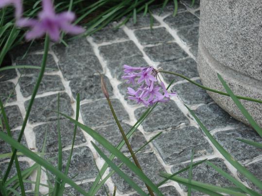 Cobblestone paving by J.H. Wagner & Sons